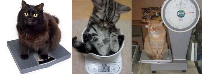 1129 Взвешивание кошки